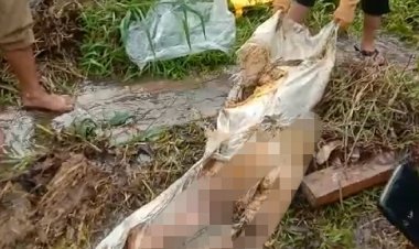 Heboh! Warga Bungo-Jambi Temukan Mayat Perempuan dalam Karung di Benamkan dalam Rawa-rawa