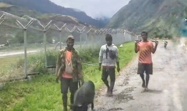 Viral Harga Babi di Papua Senilai Motor, Netizen: Wah Mahal Sekali Ya