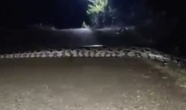 Viral! Disebut Ular Jadi-jadian Menyeberang Jalan di Bojonegoro