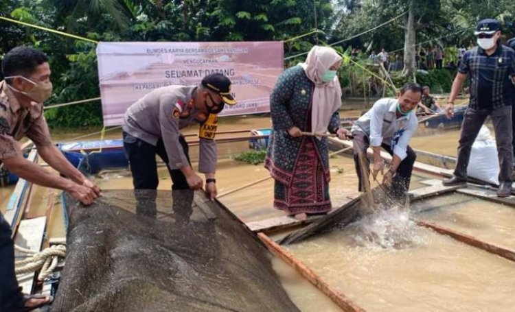 Bupati Masnah Sebut Produksi Ikan Muarojambi Surplus