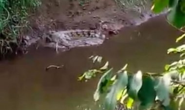 Warga Resah, Buaya Muncul di Sungai Kemingking Dalam