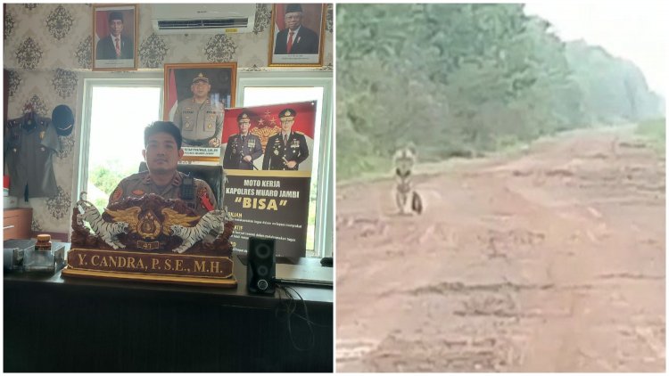 Viralll!! Video Penampakan Harimau Disebut-sebut di Sungaigelam, Begini Kata Kapolsek