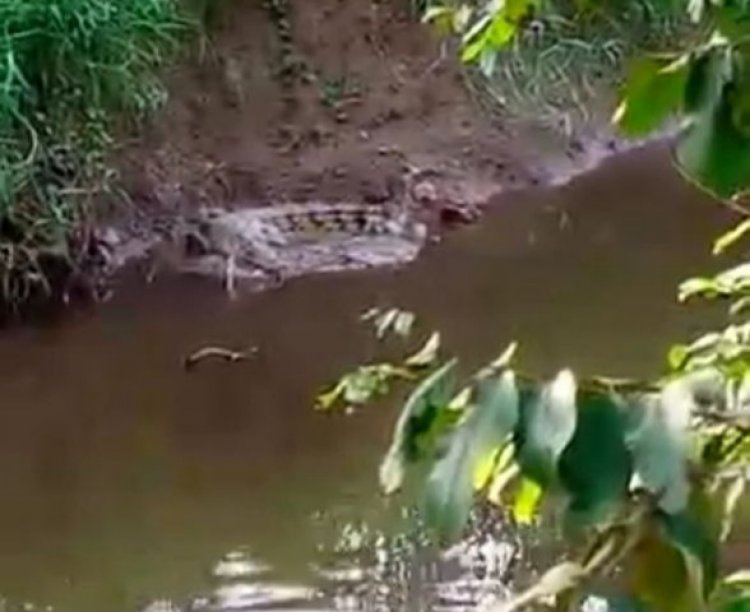 Warga Resah, Buaya Muncul di Sungai Kemingking Dalam