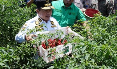 Petani Batanghari Sukses Kembangkan Tanaman Cabai Merah, Panen Raya Bersama Gubernur Jambi