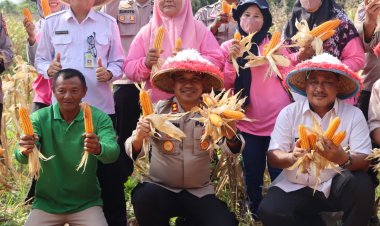 Dukung Ketahanan Pangan, Kapolres Bungo Gelar Panen Raya Jagung Tahap Pertama