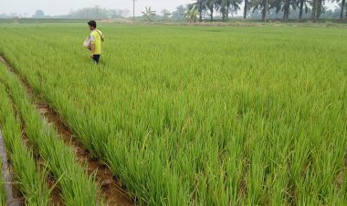 Tiga Bulan Tak Dapat Pupuk Subsidi, Ratusan Petani Cetak Sawah Jujuhan Ilir Mengeluh