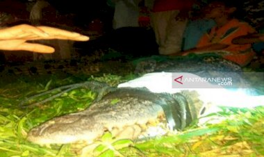 Warga Tangkap Buaya Meresahkan di Danau Indragiri Hulu