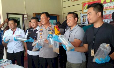 Mabes Polri Gagalkan Penyeludupan Ratusan Ribu Baby Lobster di Jambi