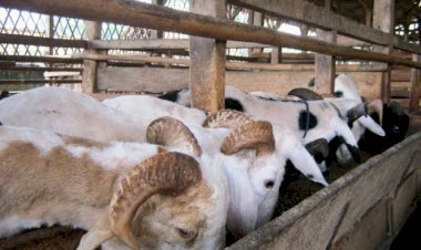 Puluhan Kambing Bantuan Mati, Kadis Sebut Karena Banjir dan Kurang Gizi