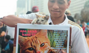 "KPK" Ajak Warga Stop Siksa Kucing