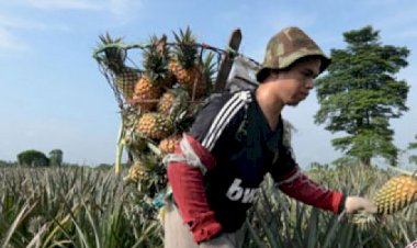 Pondok Nanas di setiap Rumah Warga Tangkit Baru Jadi Perhatian