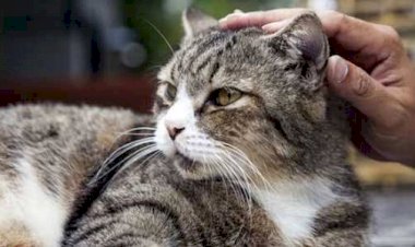 Aksi Pria Santap Kucing Hidup,  Diduga untuk Takuti Pedagang Kemayoran