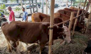 Disbunak Tanjabbar Turunkan Tim Cek Kondisi Hewan Kurban