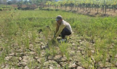 Kemarau Panjang, Petani Pasang Surut Tanjabbar Menunda Tanam Padi