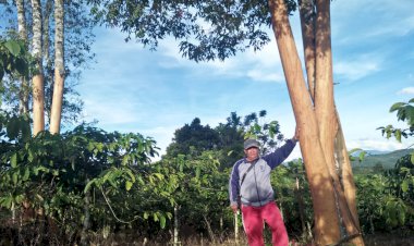 Pencuri Kupas Kulit Manis di Kebun Buat Resah Warga Jangkat