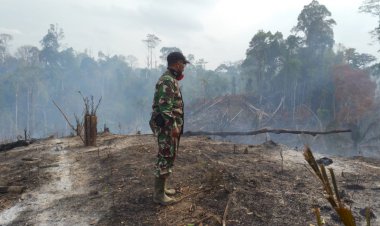 Lahan TNBD Sarolangun Terbakar, Petugas Kesulitan Padamkan Api