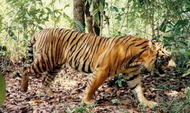 Warga Bungo Panik, Harimau Berkeliaran di Hutan Dekat Pemukiman