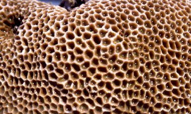 iPhone 11 Membuat Penderita Trypophobia Menjadi Takut, Penyakit Apa Itu?