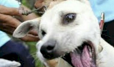 Yogyakarta Buatkan Aturan Larangan Makan Daging Anjing