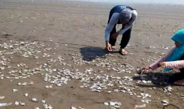 Begini Kata DLH Cilacap Soal Kematian Ribuan Ikan di Pantai Cemoro