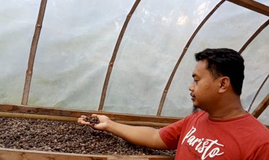 Meski Stabil, Petani Kopi Tanjabbar Rindukan Harga Naik