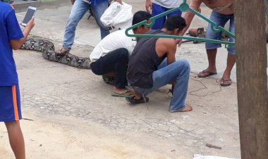 Phyton Raksasa 8 Meter Buat Geger, Muncul di Rumah Warga Sengeti Jambi