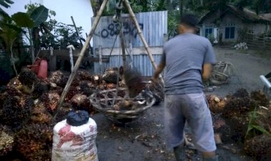 Harga TBS Naik Tapi Buah Trek, Petani: Nggak Ada Artinya!
