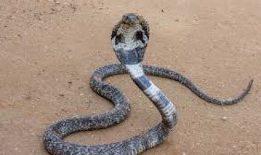 Ayo Lawan Teror Ular Kobra! Walikota Depok Keluarkan Edaran