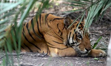 Lagi, Warga Muara Enim Tewas Diserang Harimau