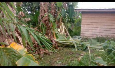 Warga Batangasam Tanjab Barat Mulai Resah, Gajah Liar Mulai Masuk ke Permukiman