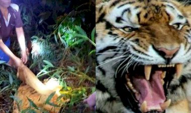 Gubernur Sumsel Minta Petugas Tangkap Harimau yang Resahkan Warga