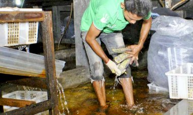 Dampak Corona, Nelayan Udang Ketak Menjerit, Penampung Terancam Bangkrut