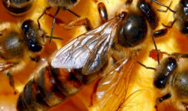 Ini Dia Hewan yang Selamat dari Kepunahan Dinosaurus