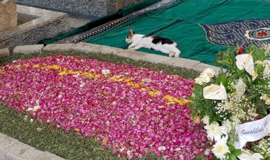 Viral! Kucing Piaraan Gus Sholah Bersedih tak Mau Pulang dan Tidur di Makam