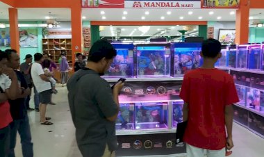 Di Tengah Bahaya Corona, Kontes Ikan Louhan di Jambi Tetap Ramai