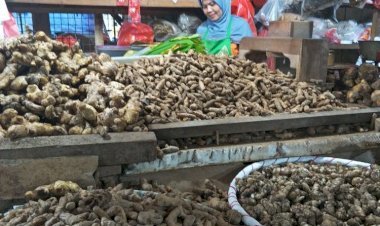 Imbas Corona, Jahe Merah Diburu Masyarakat, Mulai Langka di Pasaran