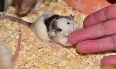 Belum Kelar Corona, Muncul Virus Hanta yang Viral di Media Sosial