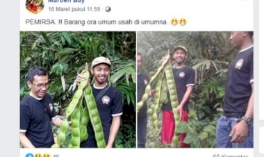 Viral Pete Raksasa, Mau Anda Coba Memasaknya?