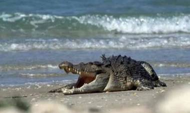 Dalam Tiga Hari, Buaya Sudah Muncul 15 Kali di Tanjung Priok
