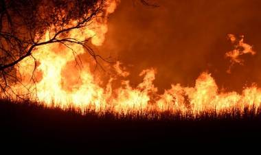 Hutan seluas 4 hektare milik Perhutani di Ponorog terbakar