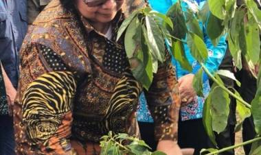 Perambahan Hutan di Jambi Sulit Dibasmi, Menteri Siti Nurbaya Lakukan Ini