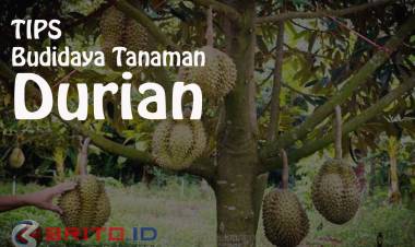 Cara Budidaya Tanaman Durian Agar Cepat Berbuah