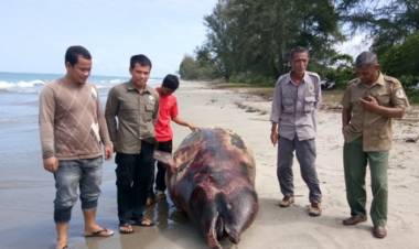 Lumba-lumba Membusuk Ditemukan di Perairan Singkil Aceh