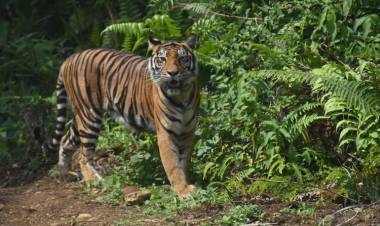 Polisi Jambi Kejar Jaringan Sindikat Pelaku Perdagangan Harimau Sumatera