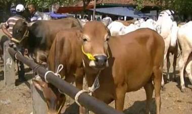Kebutuhan Hewan Kurban Tahun 2018 Meningkat di Kota Jambi