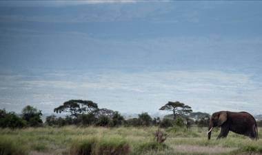 TKI Asal Tulung Agung Tewas Diinjak Gajah di Perkebunan Kelapa Sawit Afrika