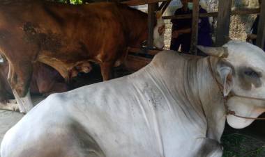 Warga Jambi Berhati-hati! Belilah Hewan Kurban Berlabel Halal