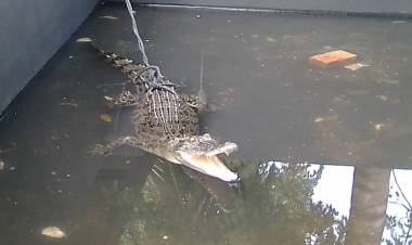 BKSDA Perkirakan Buaya di Sungai Asam Kota Jambi Adalah Buaya Muara