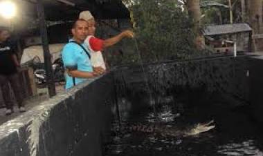 BKSDA Buru Dua Buaya yang Masih Berkeliaran di Sungai Asam Kota Jambi