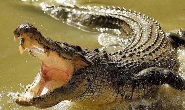 11 Fakta Buaya Muara yang Meresahkan Warga Kota Jambi, Nomor 10 Paling Mengerikan!